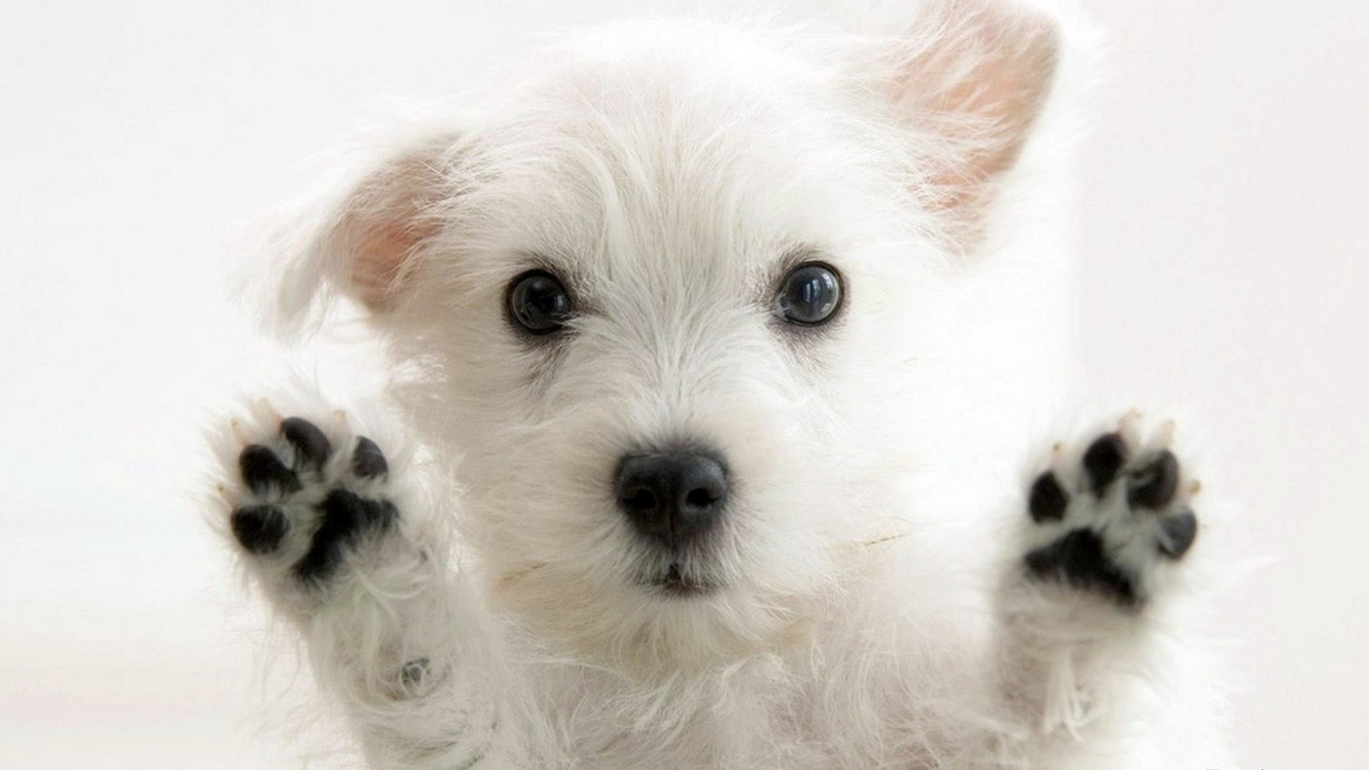 Funny Puppies Wallpaper 1920x1080