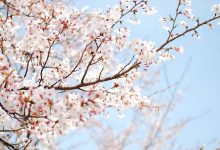 HD Beautiful Spring Backgrounds