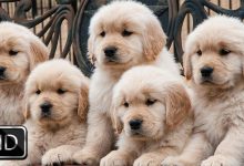 HD Cute Puppies Backgrounds