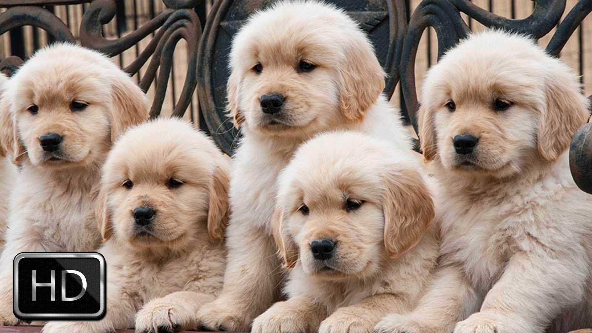 HD Cute Puppies Backgrounds Resolution 1920x1080