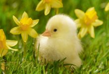 HD Cute Spring Backgrounds