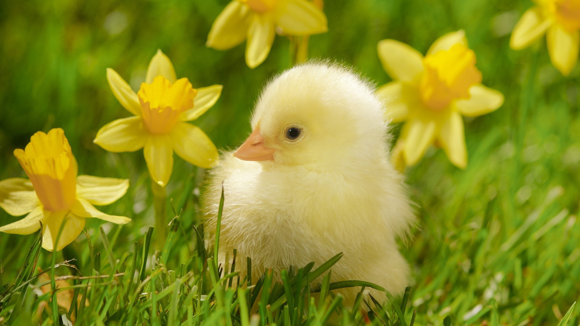 HD Cute Spring Backgrounds Resolution 1920x1080