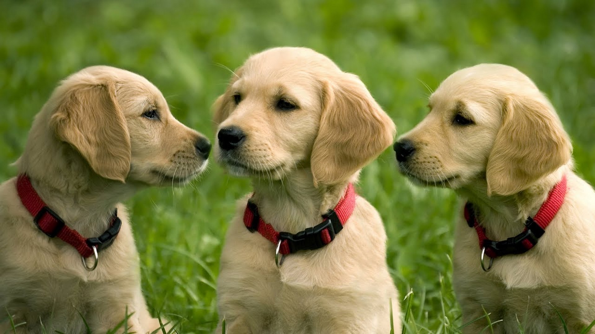 HD Funny Puppies Backgrounds Resolution 1920x1080