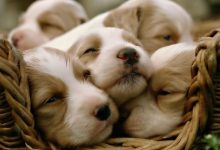 HD Pictures Of Puppies Backgrounds