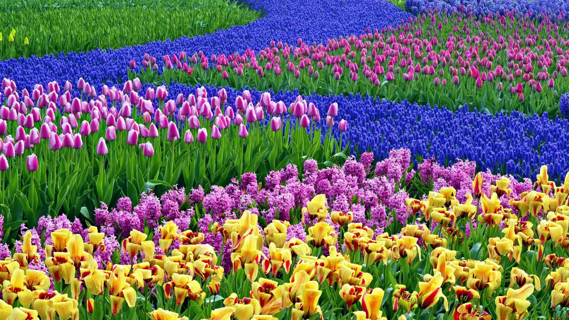 HD Spring Backgrounds 1920x1080