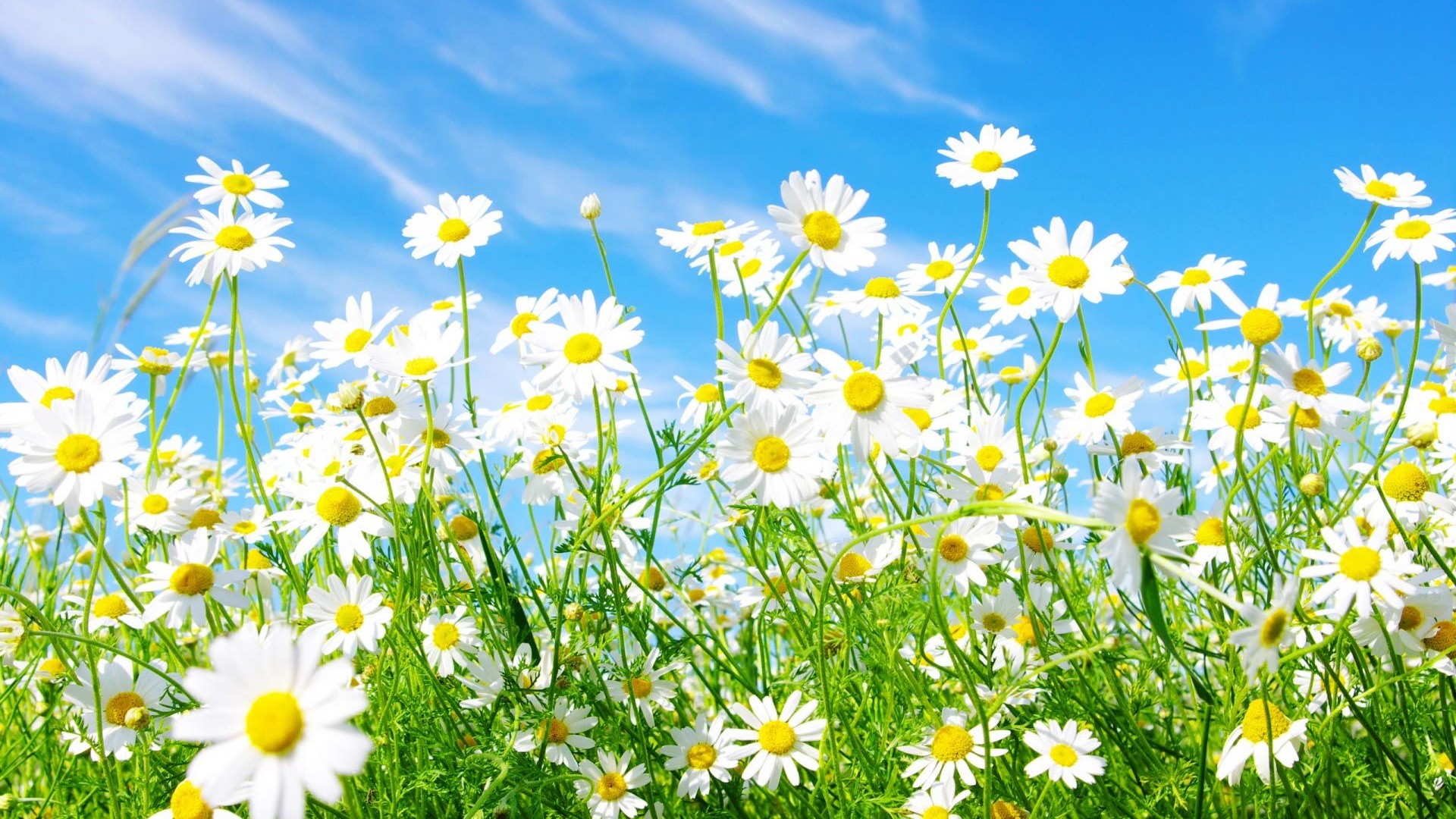 HD Spring Flowers Backgrounds Resolution 1920x1080