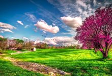 HD Spring Nature Backgrounds