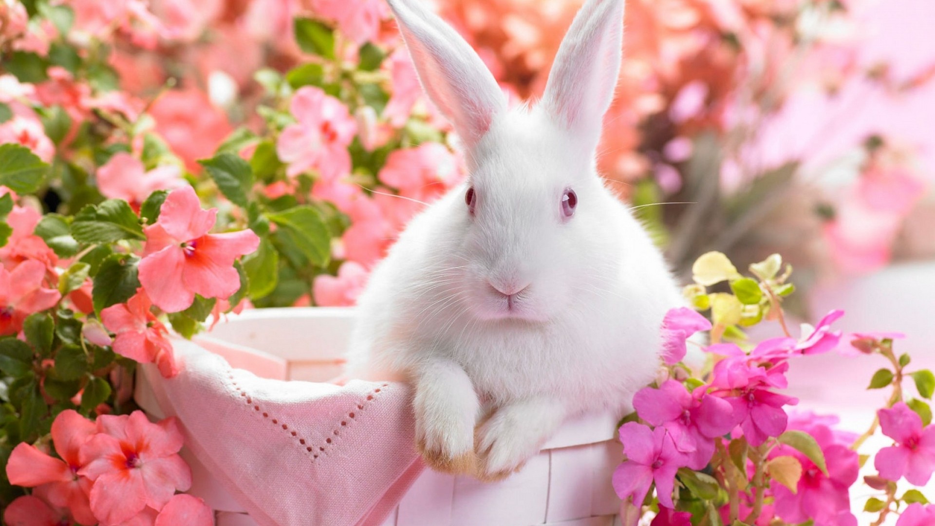 PC Wallpaper Cute Spring Resolution 1920x1080