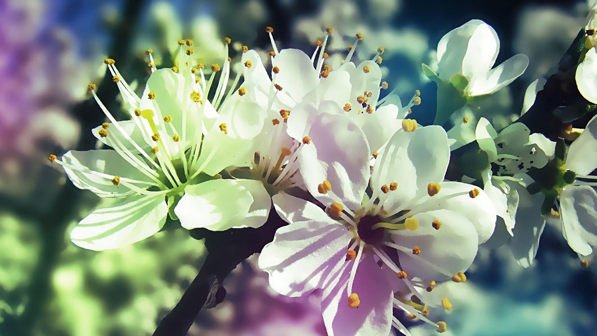 PC Wallpaper Spring Flowers 1920x1080