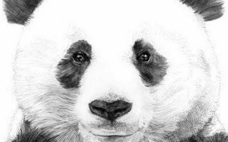 Panda Wallpaper For Phone Resolution 1080x1920
