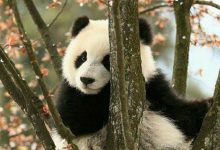 Panda iPhone Wallpaper HD