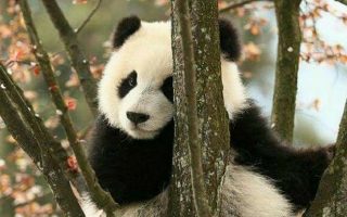 Panda iPhone Wallpaper HD Resolution 1080x1920