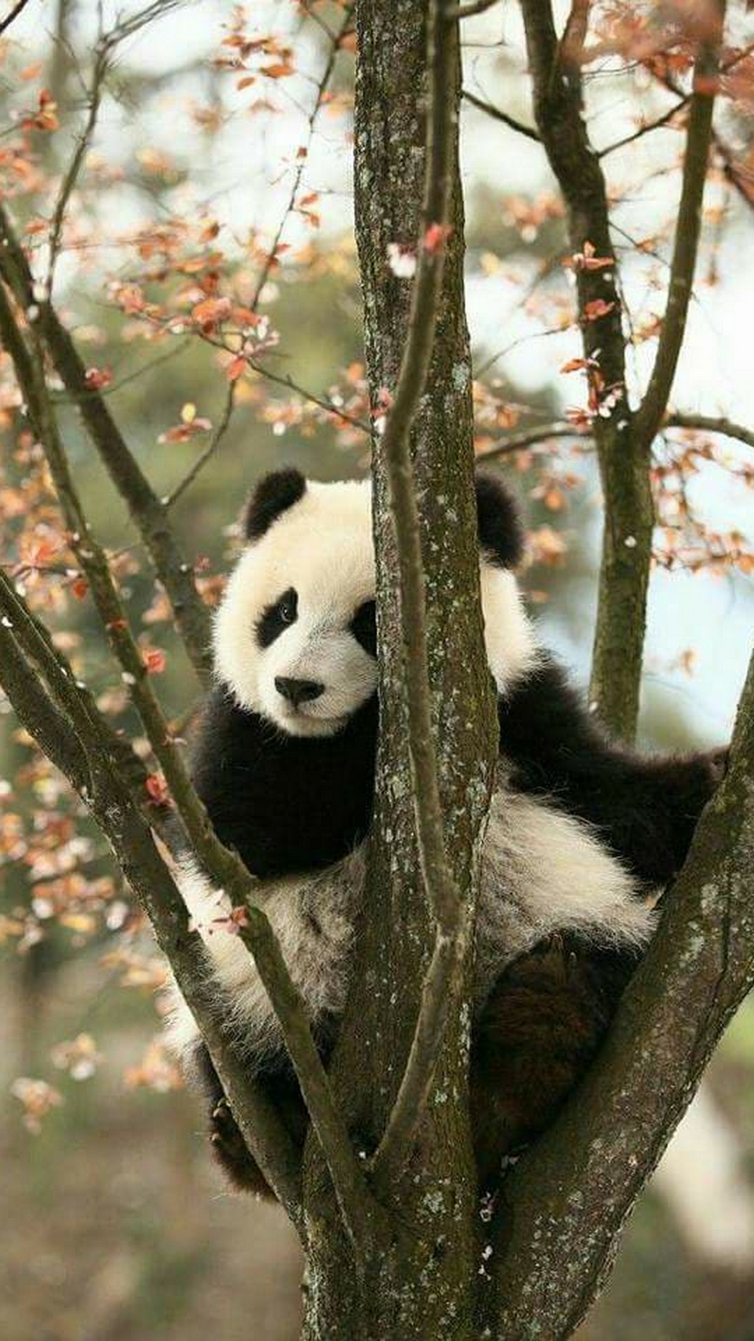 25 Panda Wallpaper For Your Phone Inspirasi Spesial