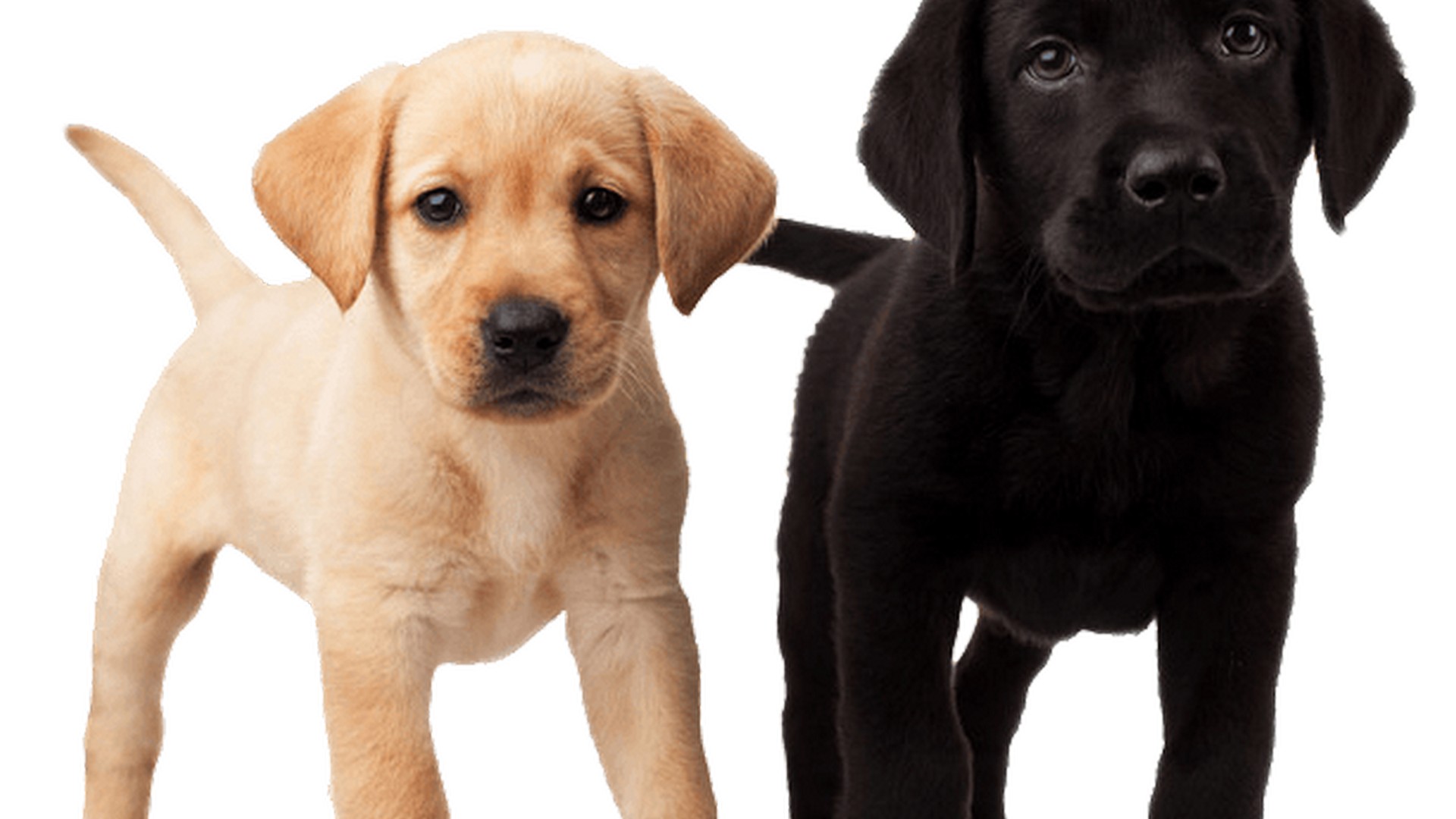 Pictures Of Puppies Desktop Backgrounds HD Resolution 1920x1080