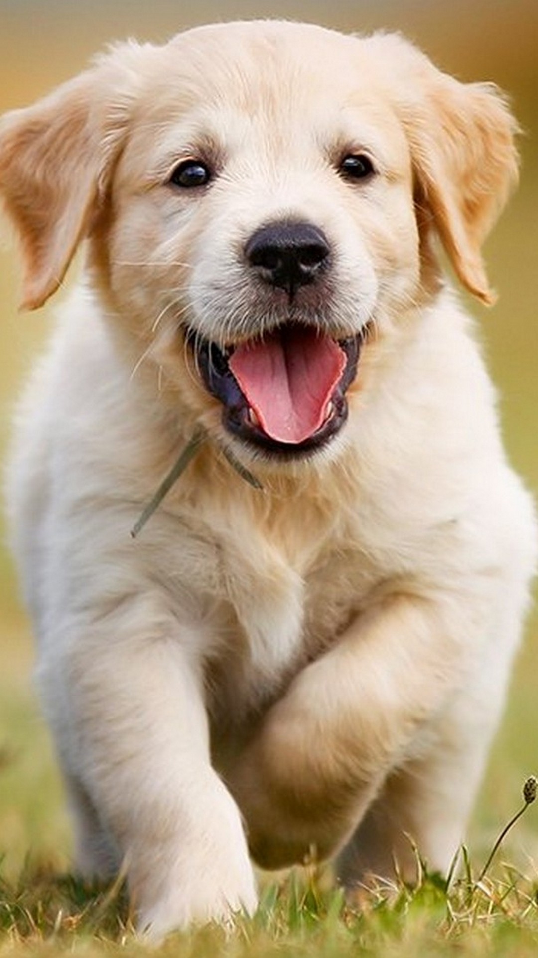 Puppies Cellphone Wallpaper | 2020 Cute Wallpapers