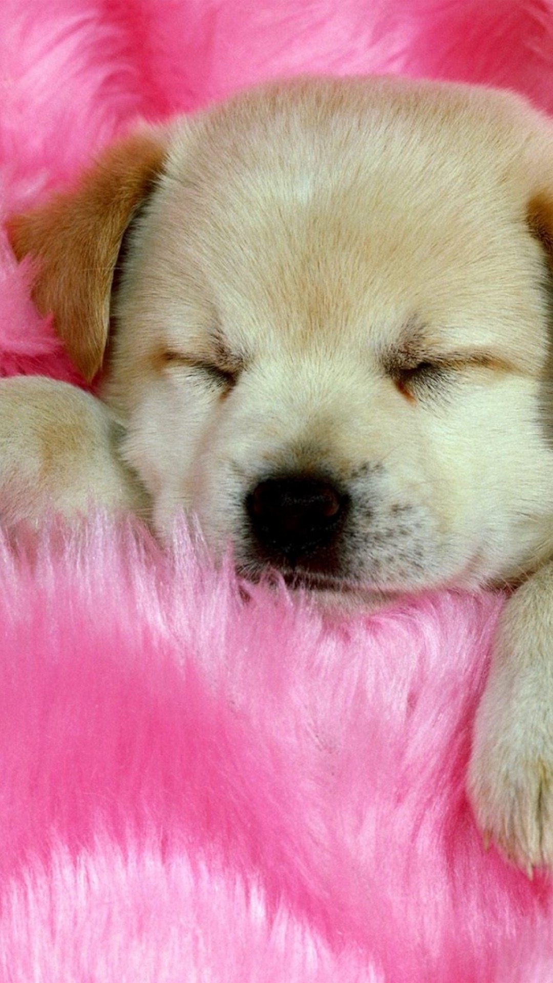 Puppies Phone Backgrounds ~ Cute Wallpapers