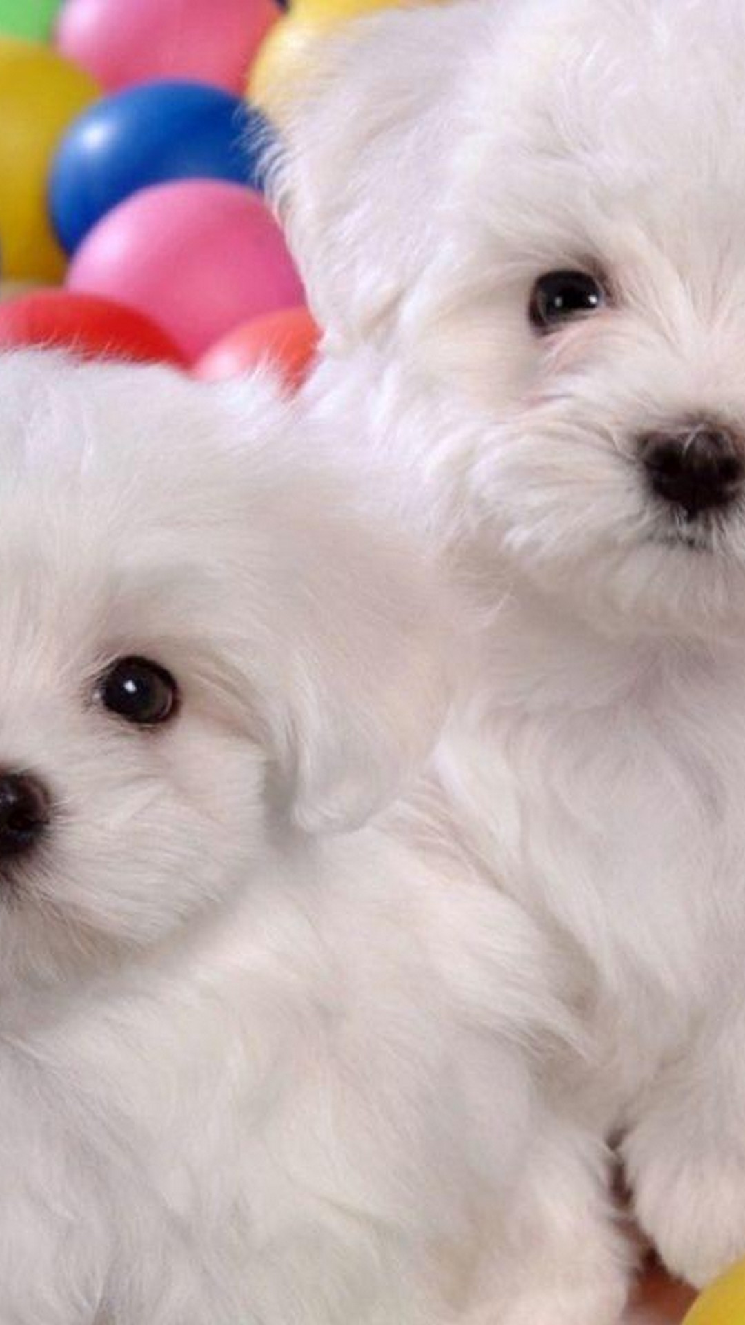 Puppies iPhone Wallpaper HD ~ Cute Wallpapers 2022