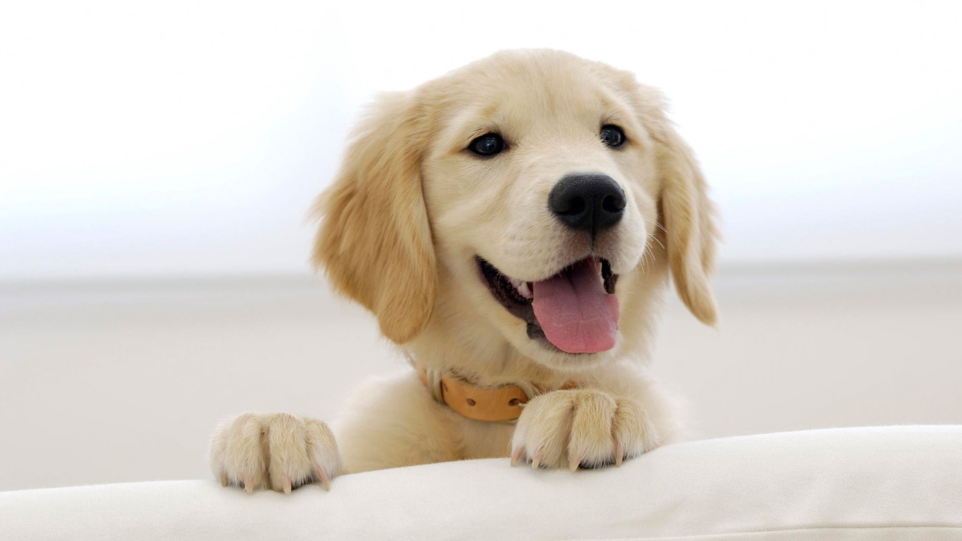 Puppy Wallpaper Resolution 1920x1080