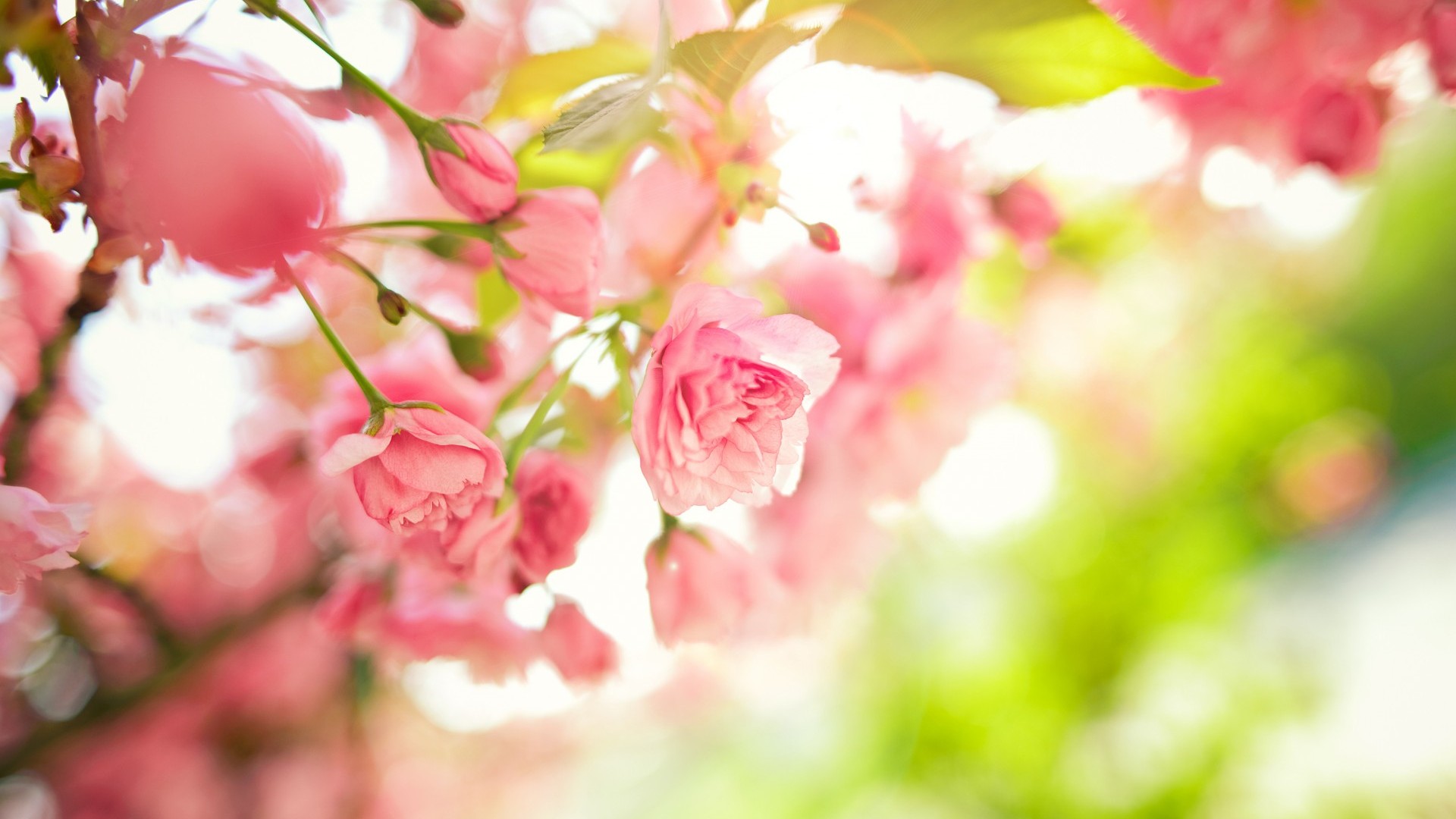 Spring Flowers Wallpaper 1920x1080