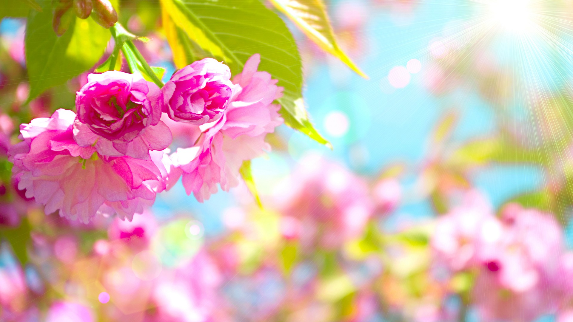 Spring Flowers Resolution 1920x1080