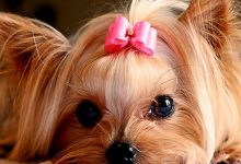Wallpaper Cute Puppies Pictures