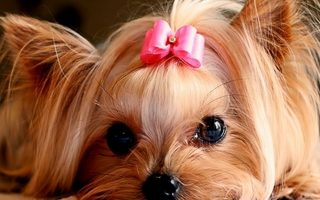 Wallpaper Cute Puppies Pictures Resolution 1920x1080
