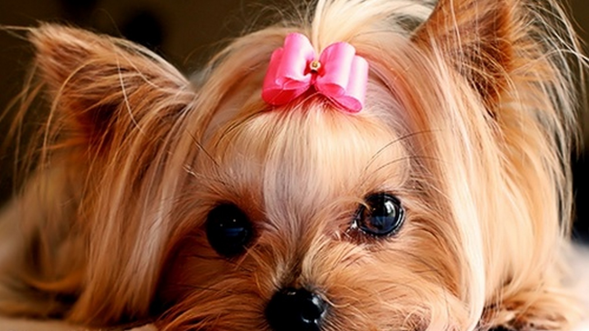 Wallpaper Cute Puppies Pictures 1920x1080