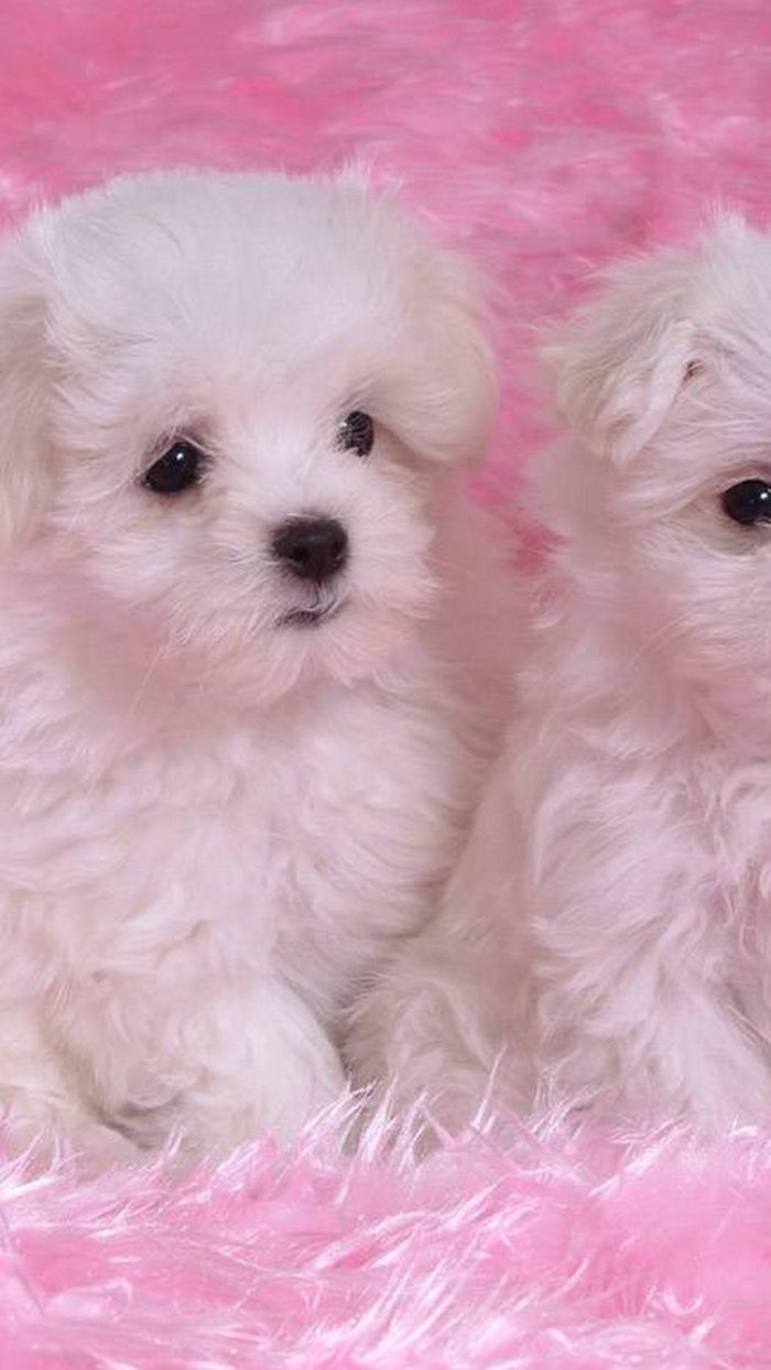 Wallpaper Puppies Mobile ~ Cute Wallpapers