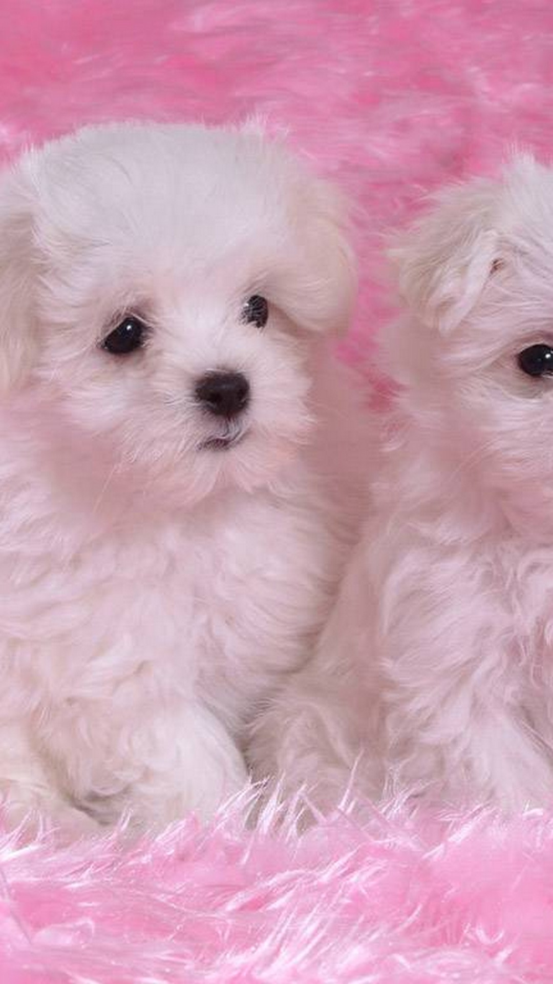 Wallpaper Puppies Mobile Resolution 1080x1920