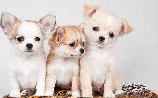 Wallpapers Cute Puppies Pictures Resolution 1920x1080