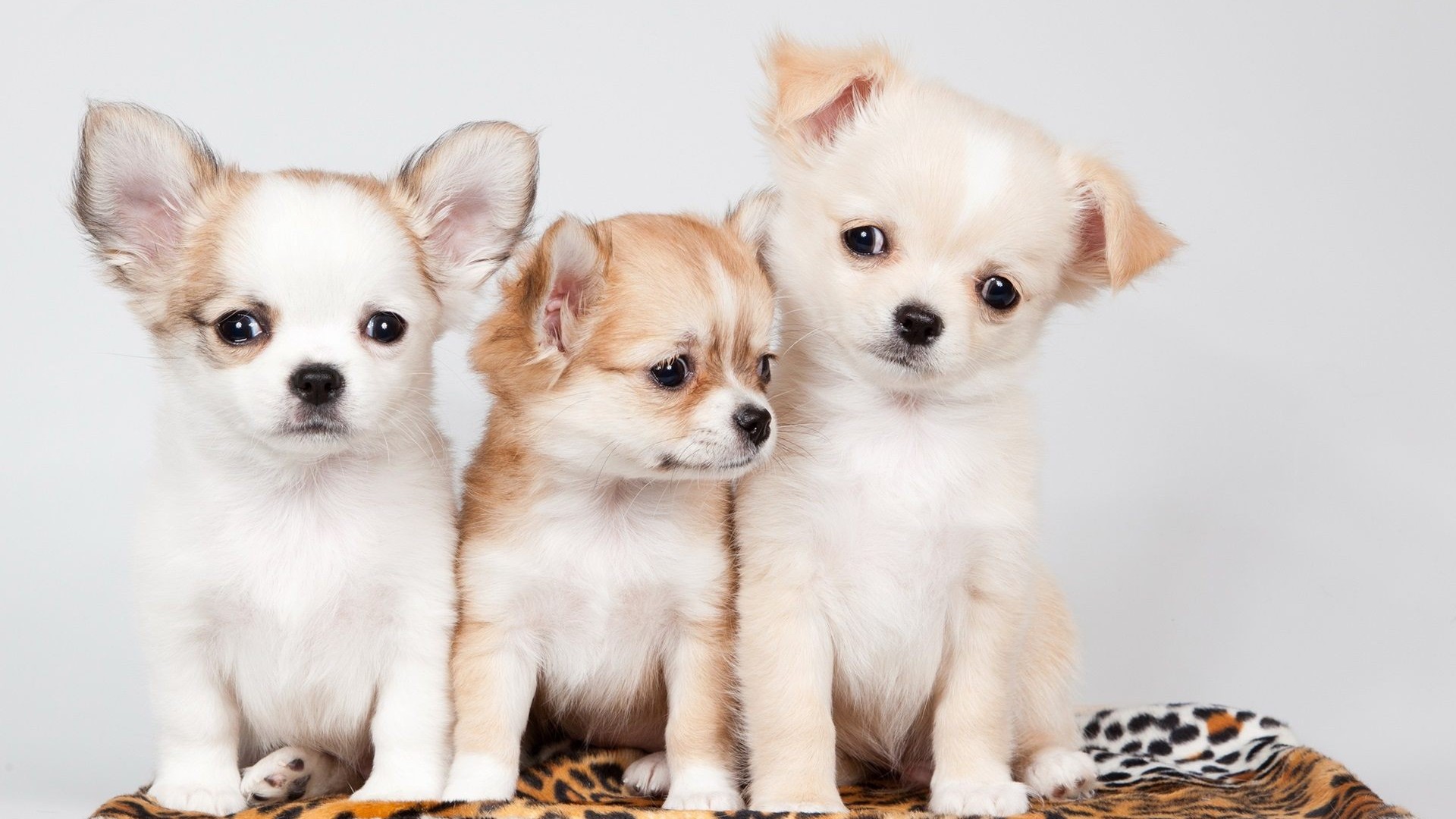 Wallpapers Cute Puppies Pictures Resolution 1920x1080