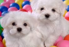 Wallpapers Funny Puppies