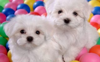 Wallpapers Funny Puppies Resolution 1920x1080