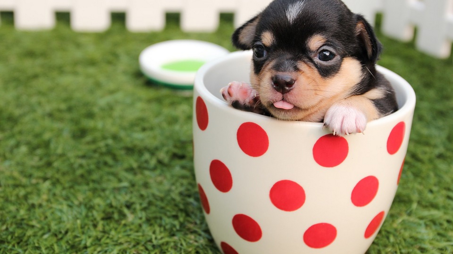 Wallpapers Puppies 1920x1080