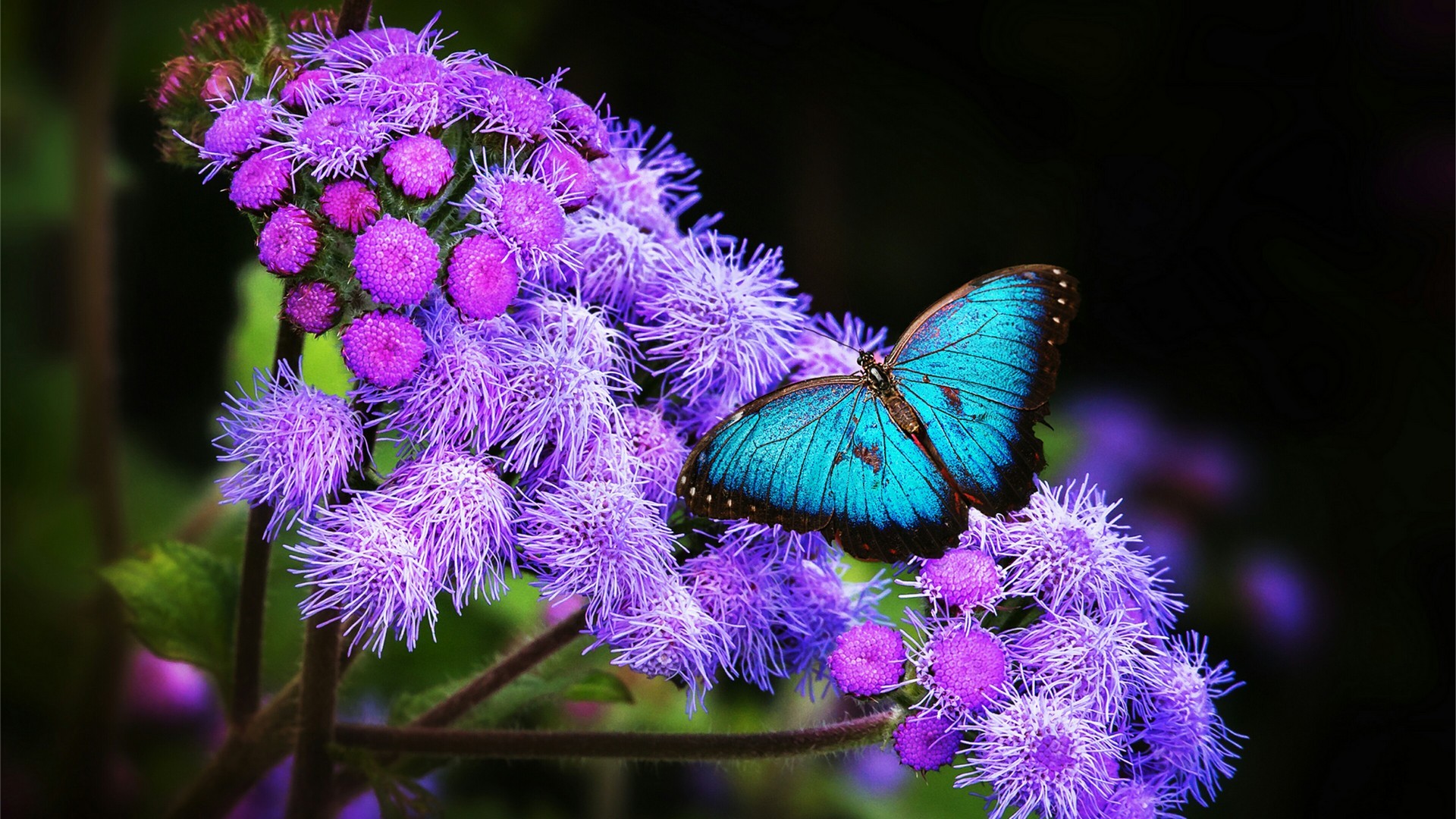 Best Blue Butterfly Wallpaper Resolution 1920x1080