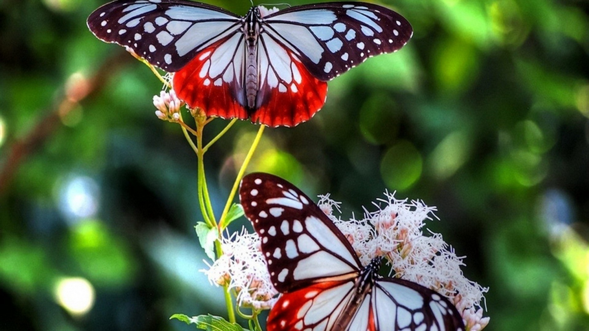 Best Butterfly Pictures Wallpaper Resolution 1920x1080