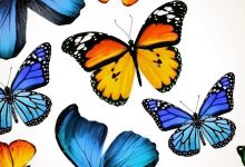 Blue Butterfly Cellphone Wallpaper