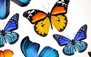 Blue Butterfly Cellphone Wallpaper Resolution 1080x1920