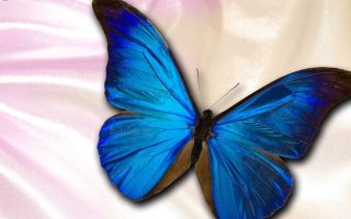Blue Butterfly Desktop Wallpaper Resolution 1920x1080
