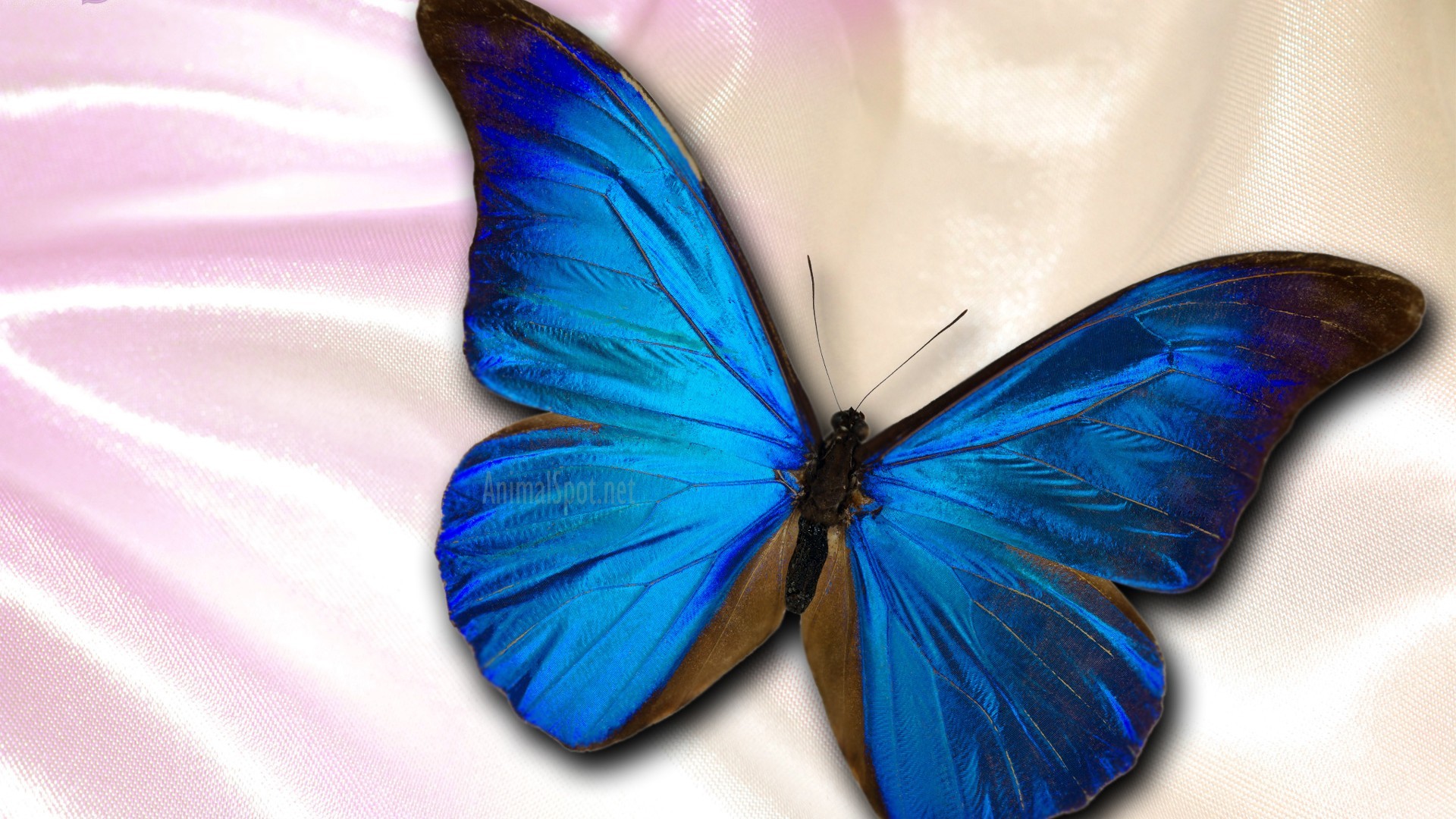 Blue Butterfly Desktop Wallpaper Resolution 1920x1080