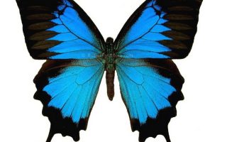 Blue Butterfly Mobile Wallpaper HD Resolution 1080x1920
