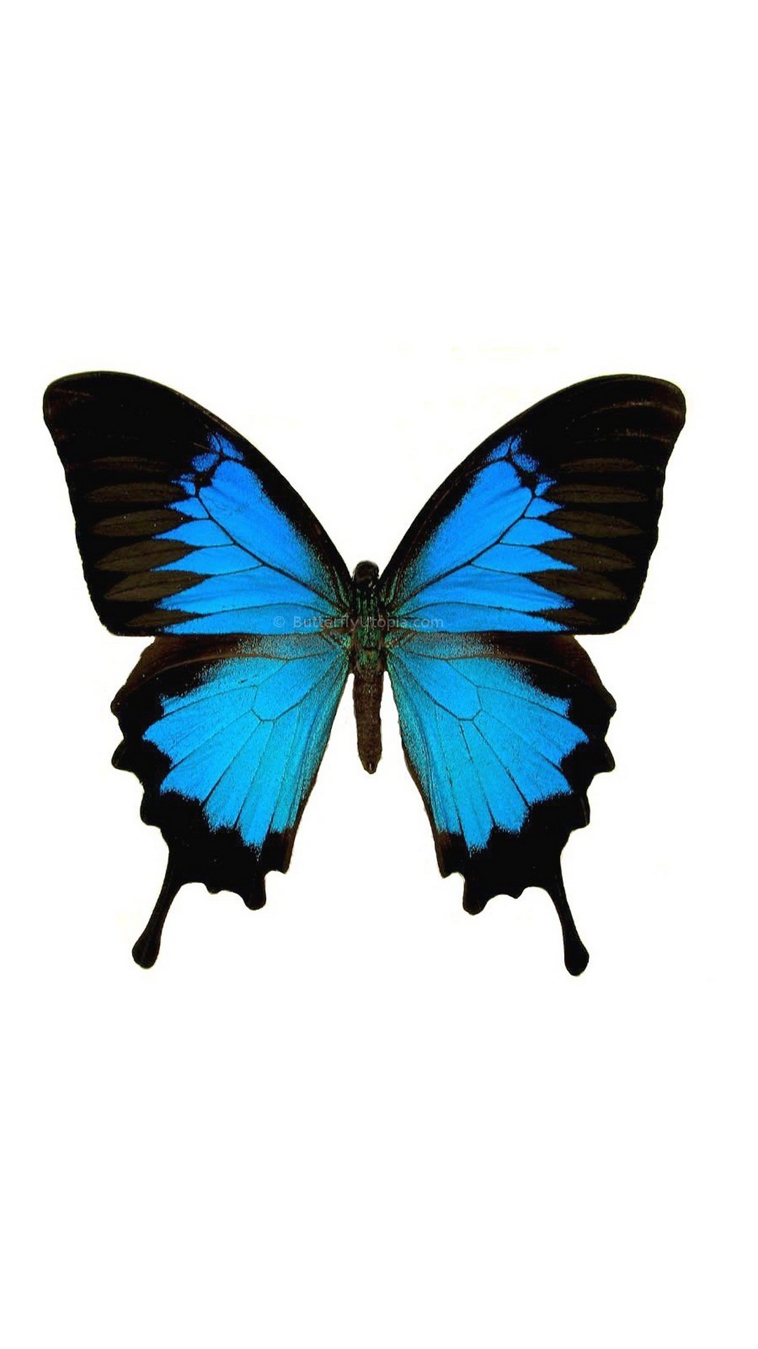 Blue Butterfly Mobile Wallpaper HD Resolution 1080x1920