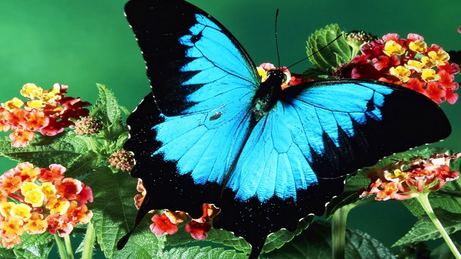 Blue Butterfly Wallpaper Resolution 1920x1080