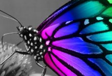 Butterfly Background For Android