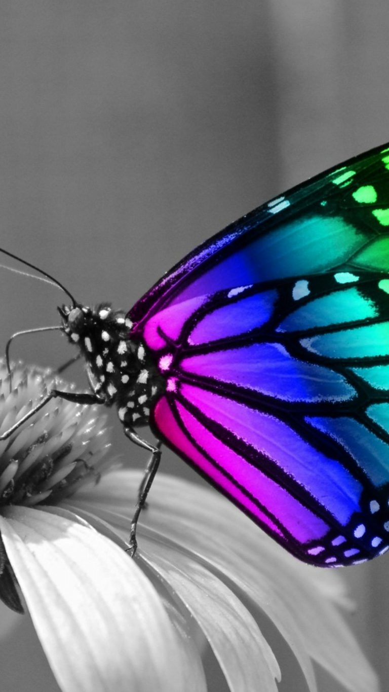 Butterfly Background For Android 2021 Cute Wallpapers