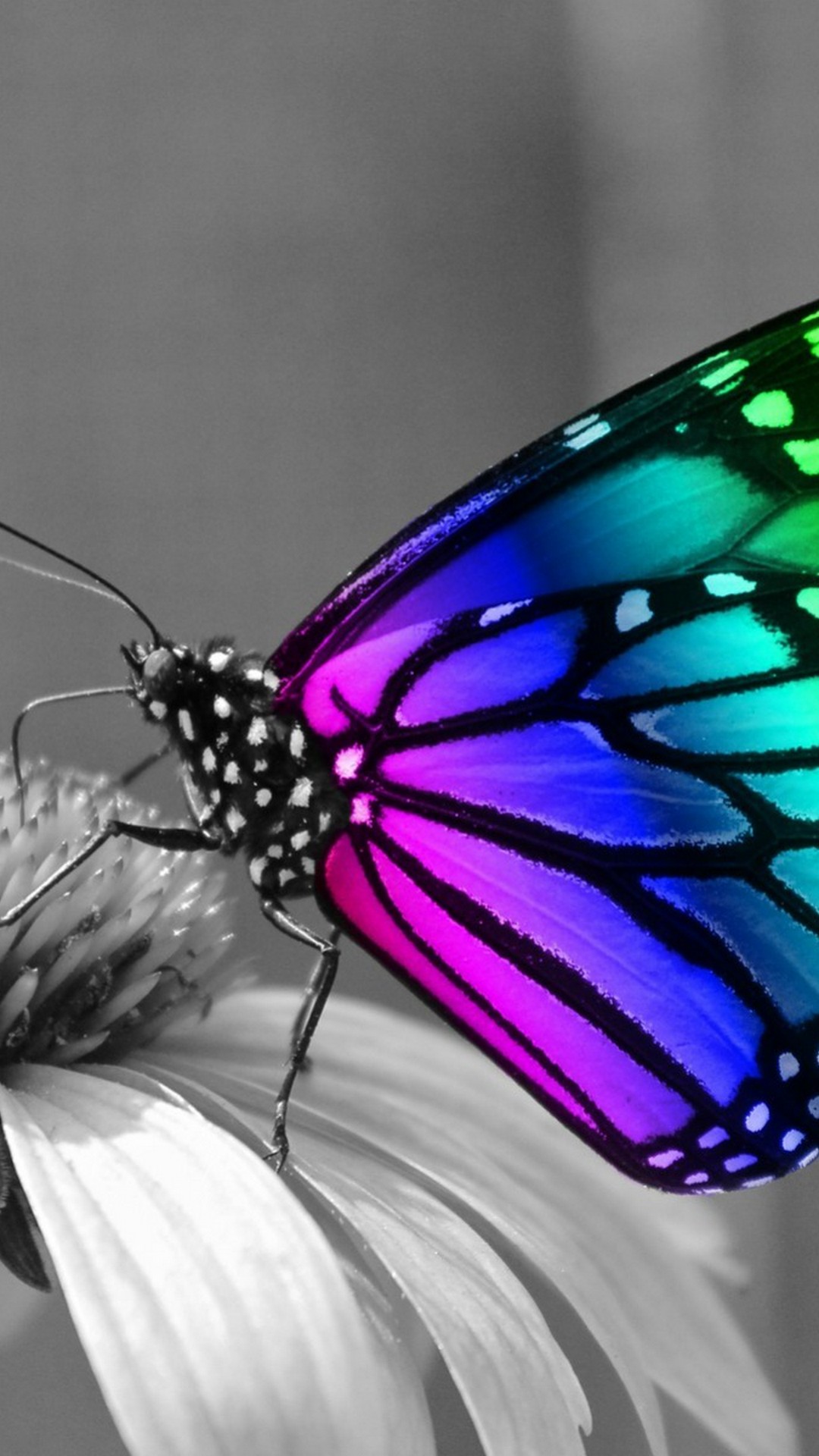Butterfly Background For Android Resolution 1080x1920
