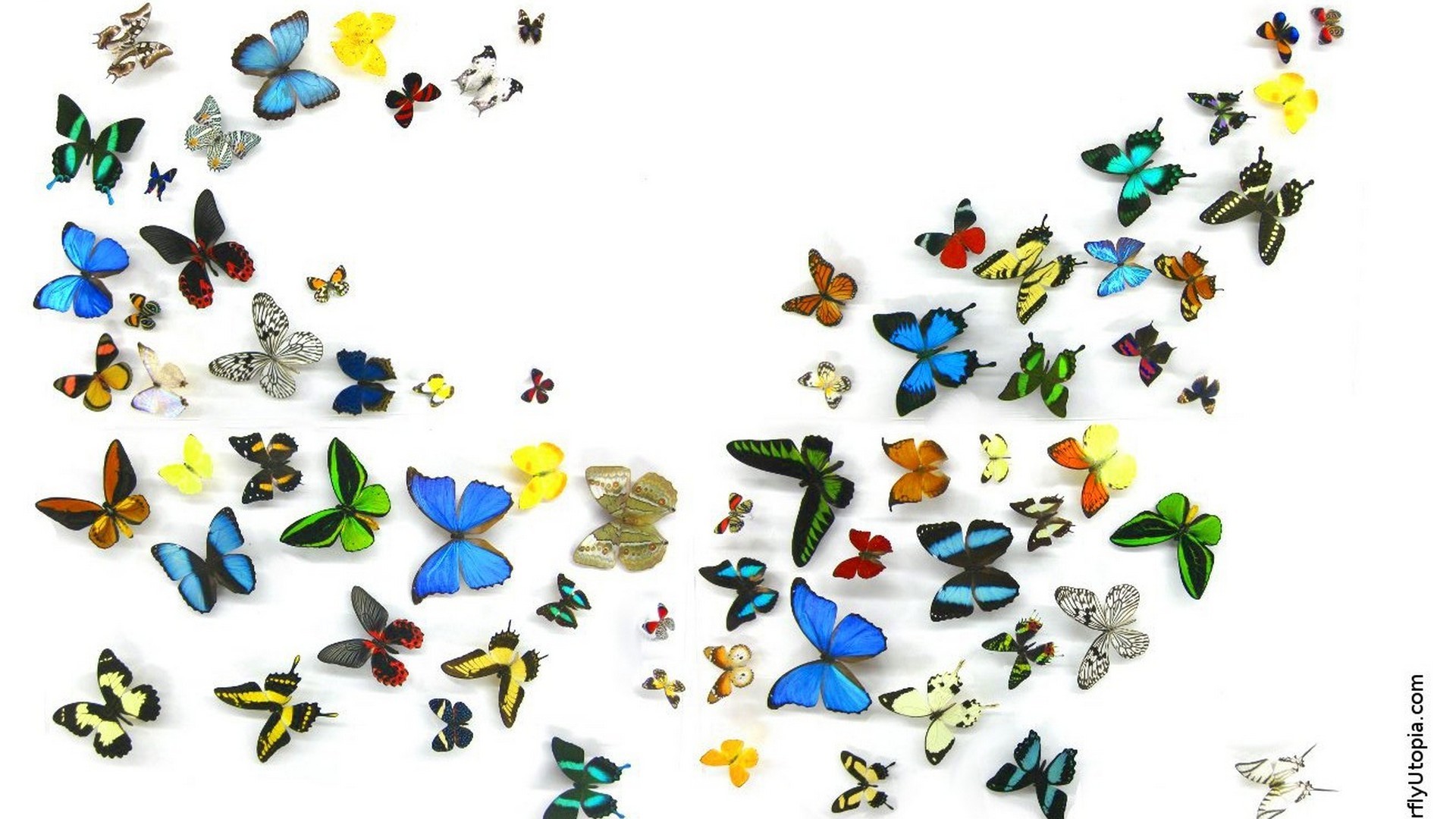 Butterfly Design Wallpaper 1920x1080