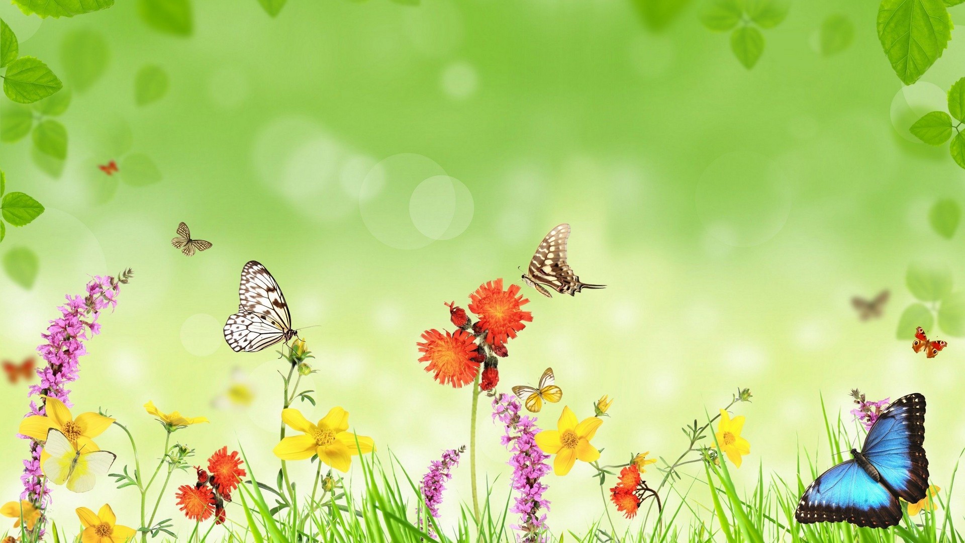 Butterfly Desktop Wallpaper 1920x1080