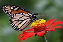 Butterfly Pictures Desktop Backgrounds HD