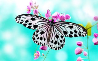Butterfly Pictures Wallpaper Resolution 1920x1080